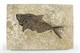 Detailed Fossil Fish (Diplomystus) - Wyoming #356800-1